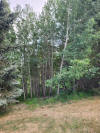 dead-tree2.jpg (5722999 bytes)