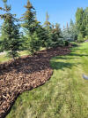mulch3.jpg (5739941 bytes)